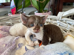 devon rex  choko-weiss bikolor Deckkater   FIFE Stammbaum 