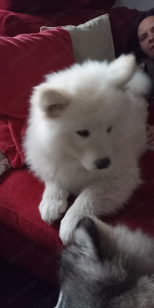 Samojeden Husky Welpen suchen noch ein Zuhause 
