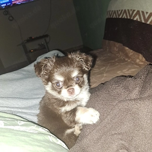 Chihuahua- Terriermix hundewelpe zu verkaufen 
