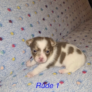 reinrassige chihuahua welpen 