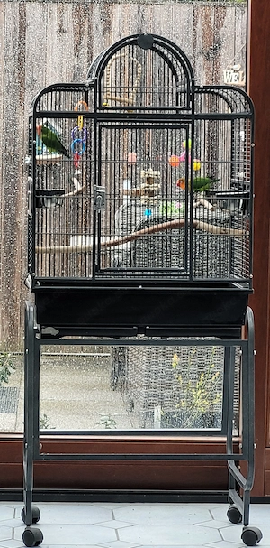 Pfirsichköpfchen suchen neues liebevolles Zuhause 