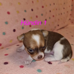 reinrassige chihuahua welpen 