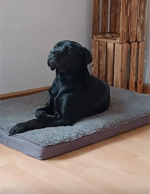 Reinrassige Cane Corso Italiano Hündin sucht ein neues Zu Hause