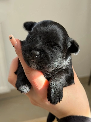 Yorkshire Terrier - Bolonka Mix 