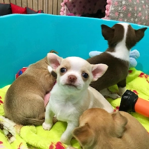 Chihuahua mini welpen