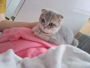 BkH kitten Weibchen 4 Monate 