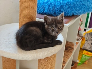 Maine Coon Mix Kitten 