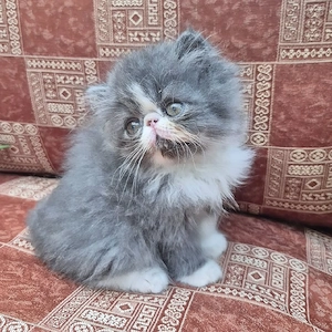 Exotic Shorthair-Kätzchen zu verkaufen Bild 2