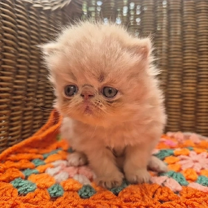Exotic Shorthair-Kätzchen zu verkaufen Bild 4