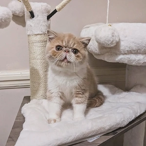 Exotic Shorthair-Kätzchen zu verkaufen Bild 3