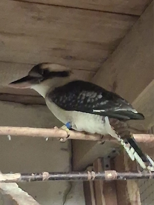 Kookaburra Lachender Hans