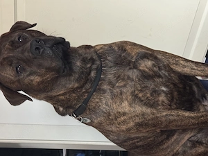 Rüde sucht neues Zuhause 