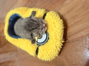 Vier süße Britisch Kurzhaar Kätzchen   geboren am 5. März 