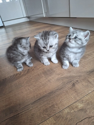 Britisch kurzhaar kitten 