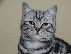 Wunderschöne Britisch Kurzhaar mix Kätzchen