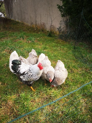 Bruteier große Wyandotten silber blau gesäumt 