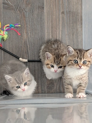 BKH Kitten abzugeben 