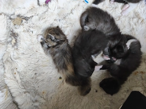 Ragdoll maincoonmix kitten