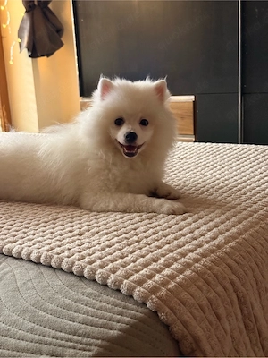 5 Monate alte, traumhafte Hündin sucht 