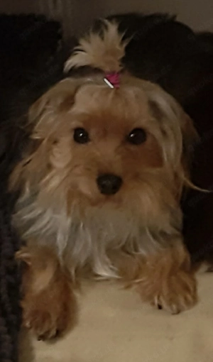 Yorkshire Hündin sucht ein schönes Zuhause 