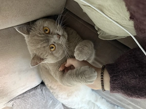 Bkh Kater abzugeben+ Zubehör 