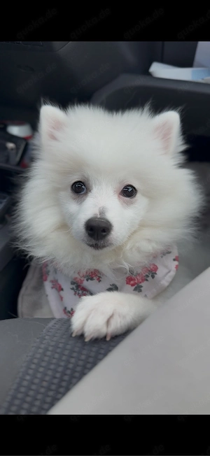 5 Monate alte, traumhafte Hündin sucht 