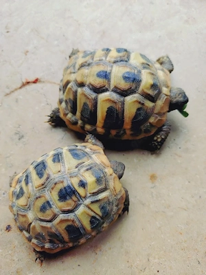 Griechische Landschildkröten