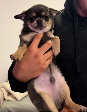 Chihuahua-Welpe