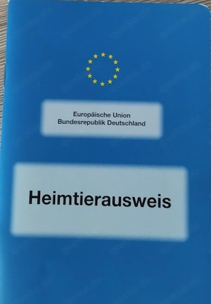 Pomeranian Zwergspitz  Bild 8