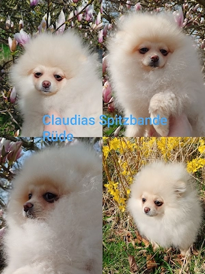 Pomeranian Zwergspitz Deutscher Spitz Welpe aus Hobbyzucht seid 2008