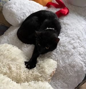 Lili sucht ein neues zuhause 