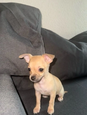 Chihuahua Welpe Kurzhaar