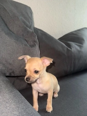 Chihuahua Welpe Kurzhaar
