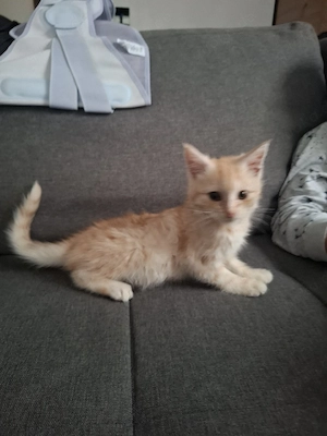 Maine Coon Mix 