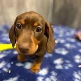 Dackelwelpe zu verkaufen und ein neues Zuhause zu finden