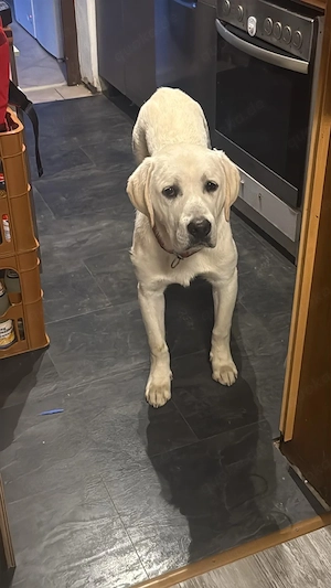 labrador rüde 10 Monate