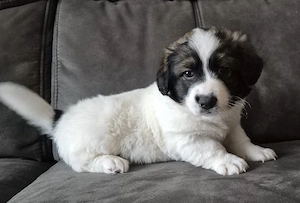 Wunderschöner kleiner Welpe in liebevoller Hände abzugeben