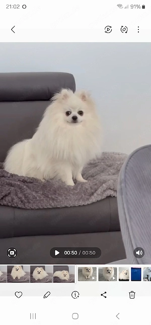 Reinrassige Pomeranian zwergspitz 