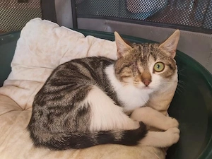 Liebe junge Katze Lola sucht ein tolles Zuhause mit Artgenossen