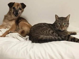 anhänglicher junger Kater Ramon muss in einer Tierarztpraxis leben - sucht ein schönes Zuhause