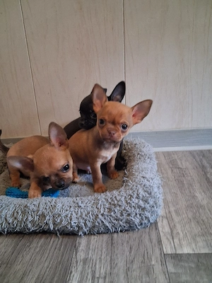 Chihuahua welpen Rüden 