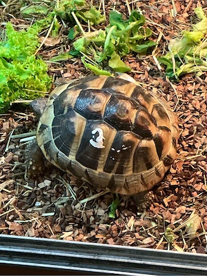 Griechische Landschildkröte