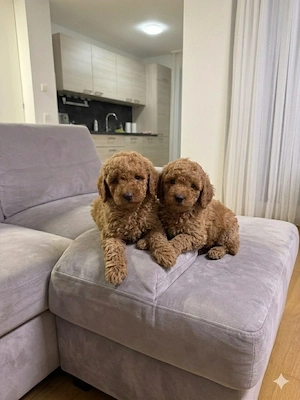 Zwergpudel Welpen Zwerg Pudel Welpen 