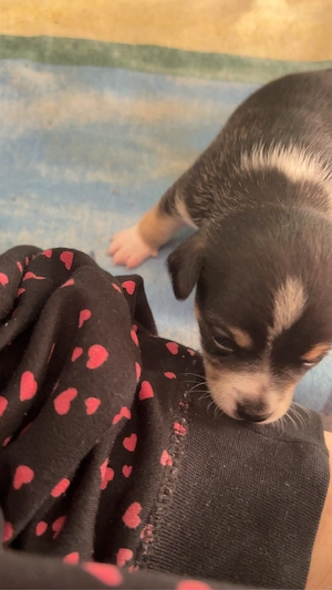 Jack Russel- Chihuahua Welpe 