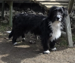 schnauzer mix Hündin 