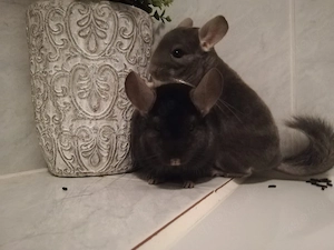 Paco und Luca suchen ein neues liebevolles Zuhause