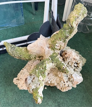 Meerwasser Steinen ca 15 kg