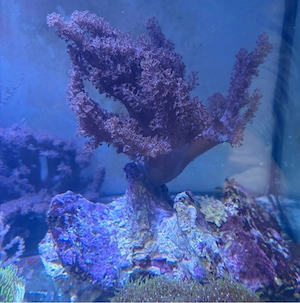 Meerwasser Stein auf koralle