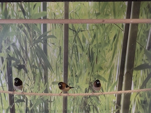 Jap. Mövchen & Silberschnäbelchen 