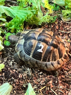 Griechische Landschildkröte geb 2020